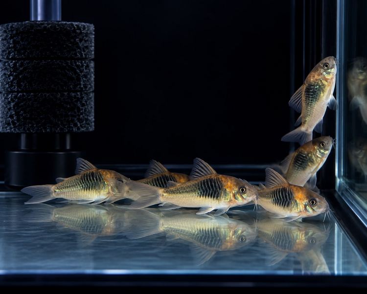 Venezuelan Orange Corydoras ~ 2cm